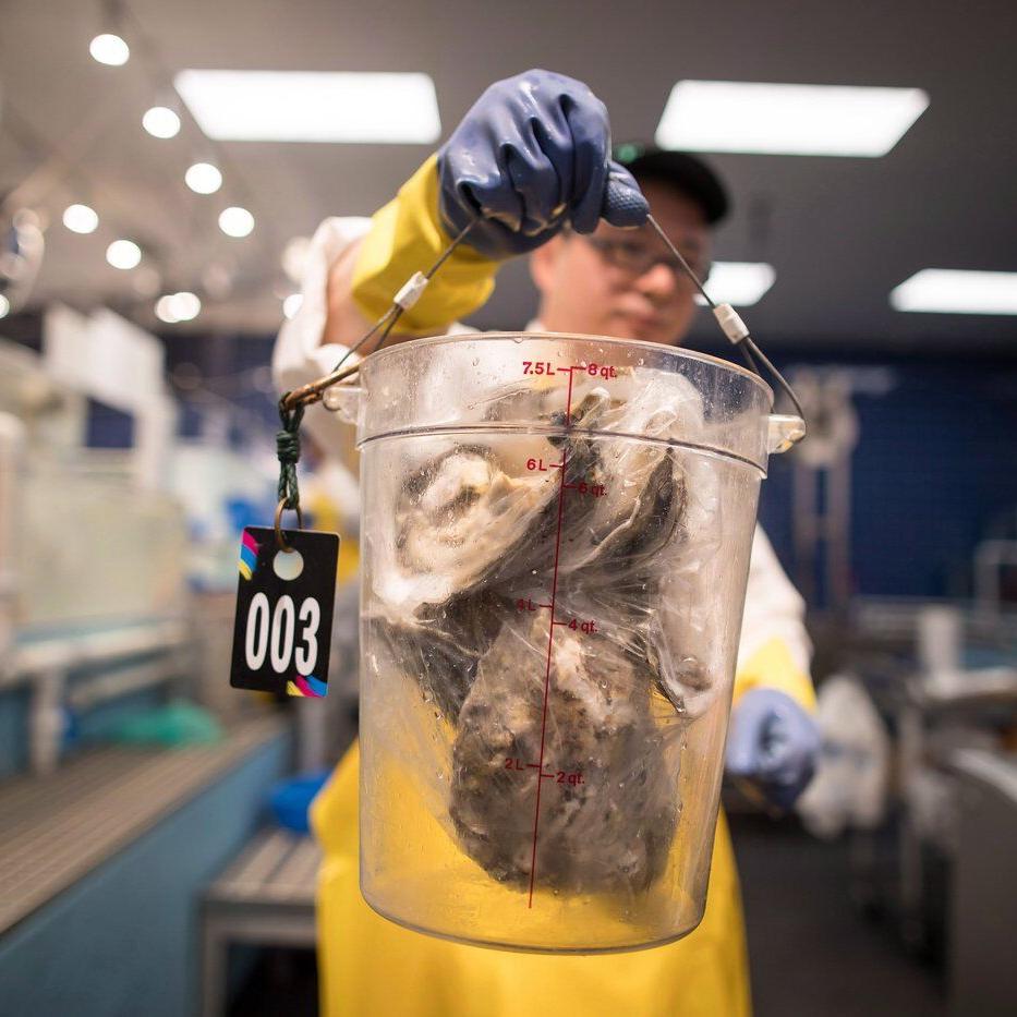 New Brunswick oysters test positive for dermo disease, first confirmed case in Canada